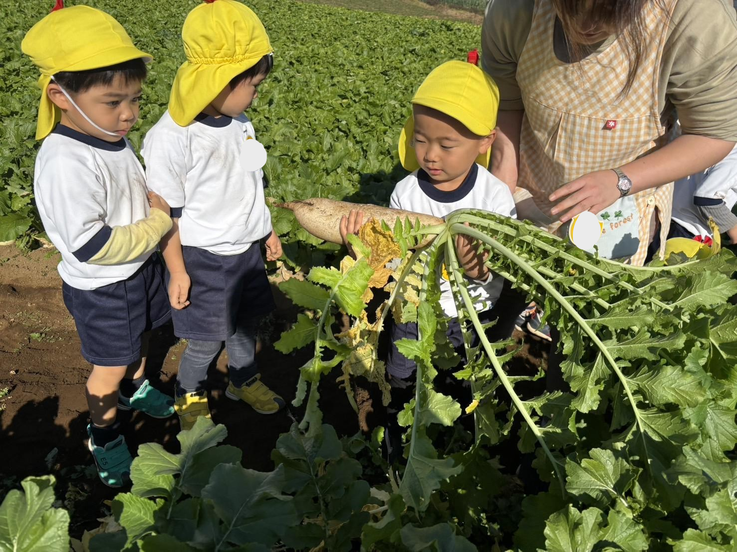 年少組　大根抜き