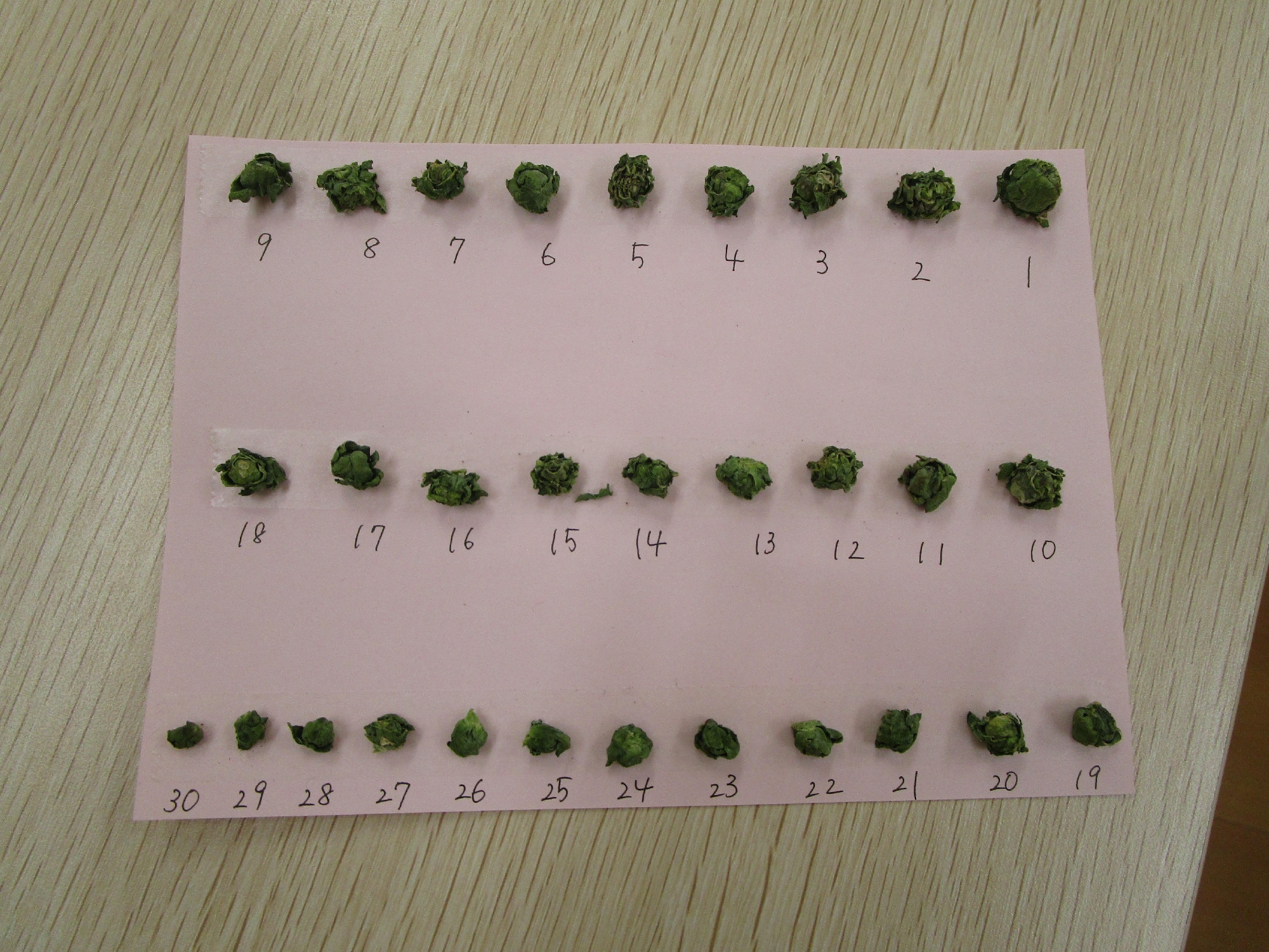 年長組　芽キャベツの収穫