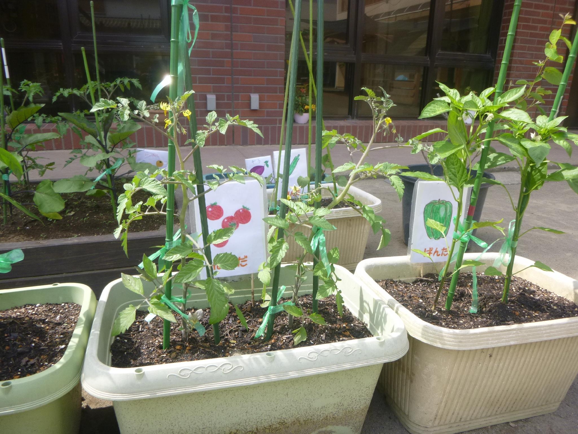 年少組　夏野菜の苗を植えました