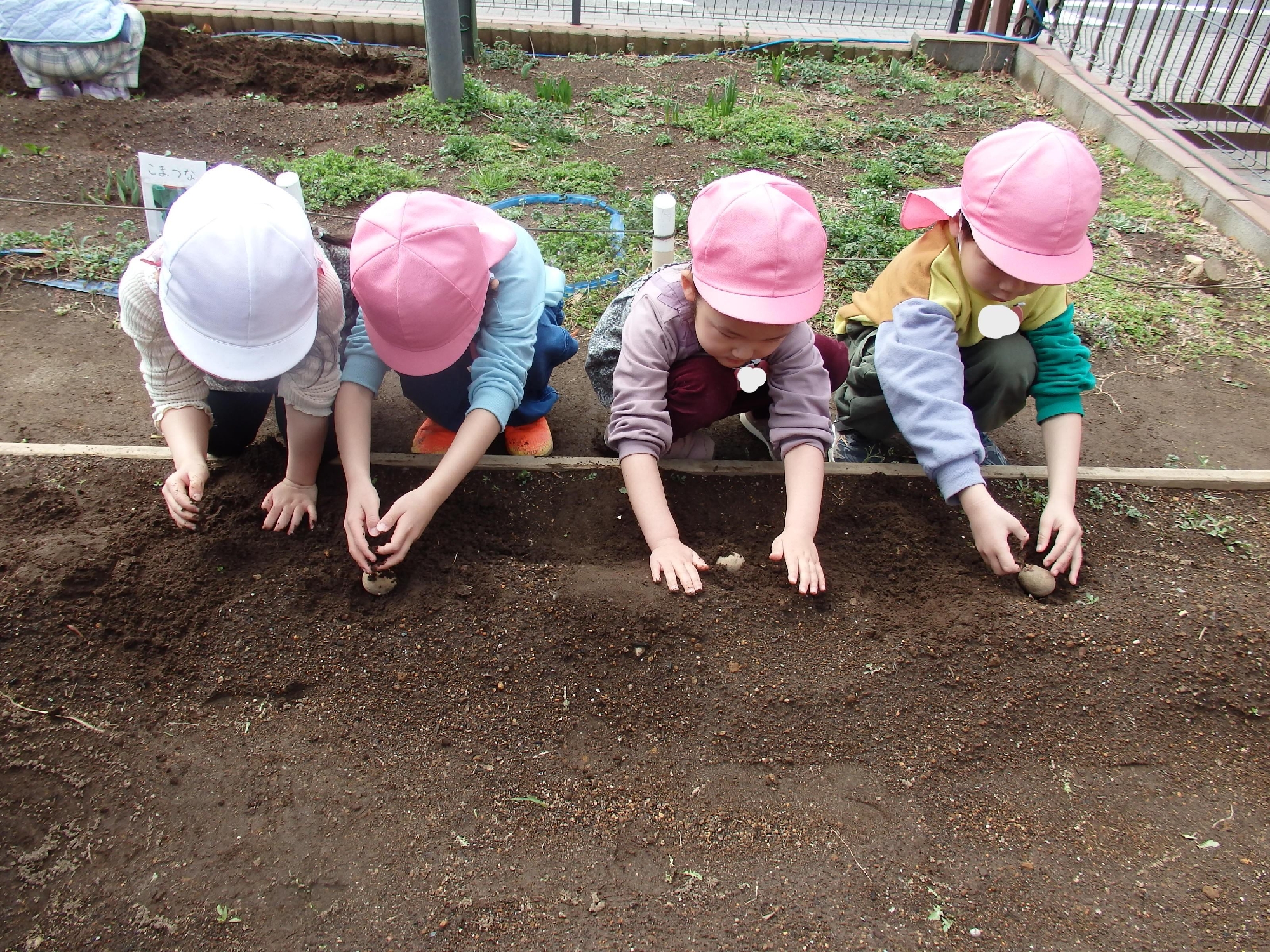 年中組　栽培活動～じゃがいも・つるなしインゲン～