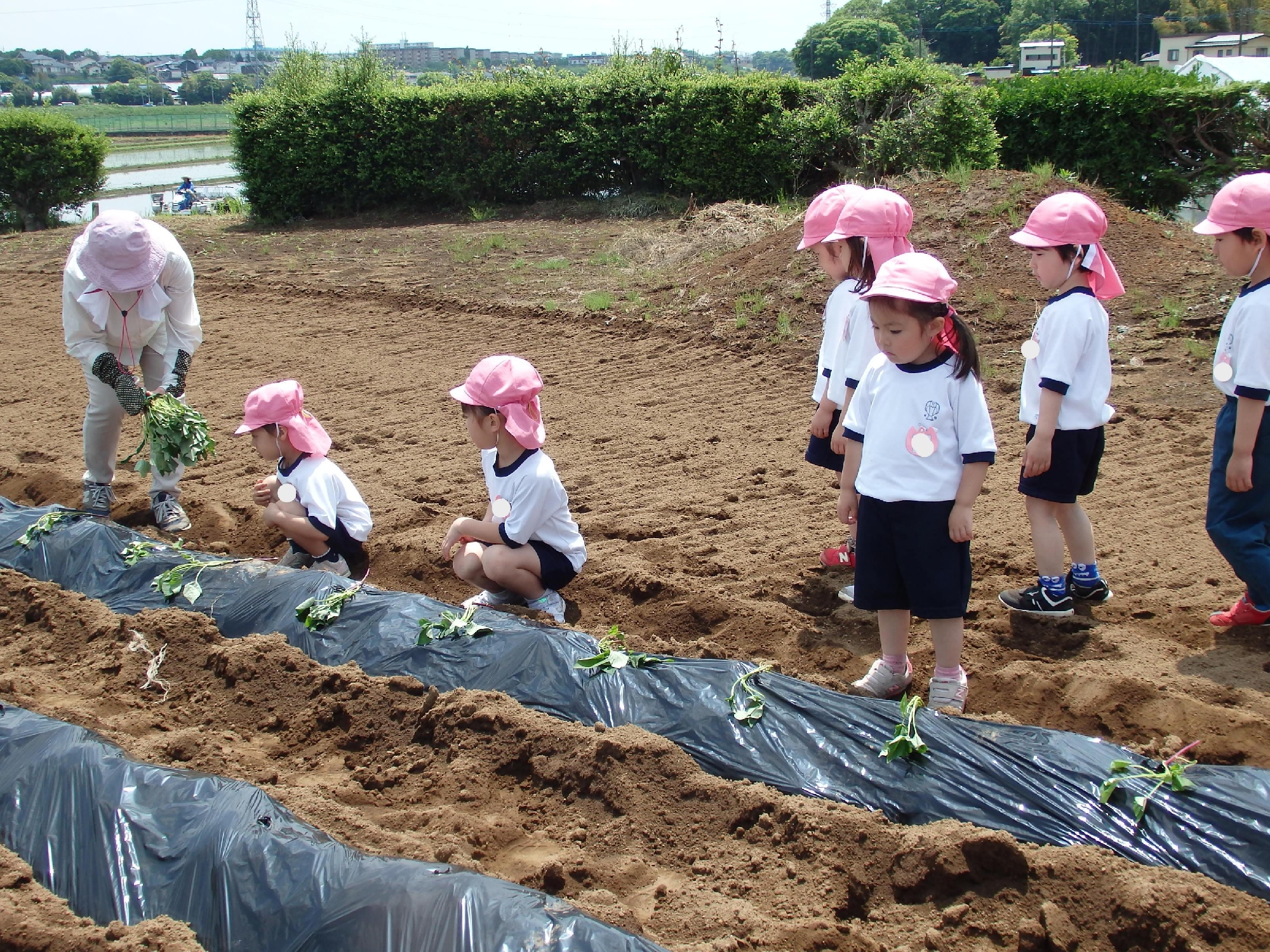 年中組　～いも苗植え・増尾城址公園～