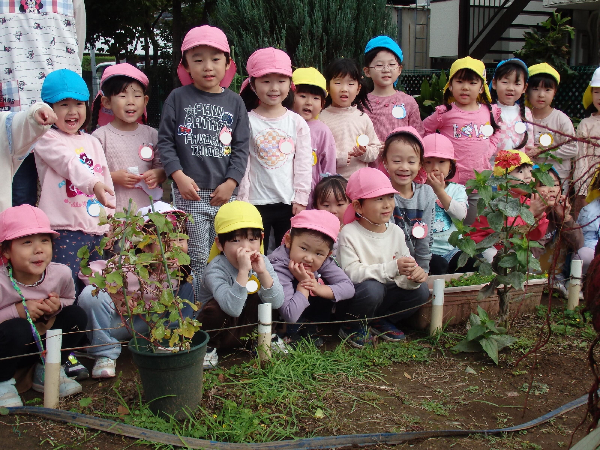 年中組　芋掘り