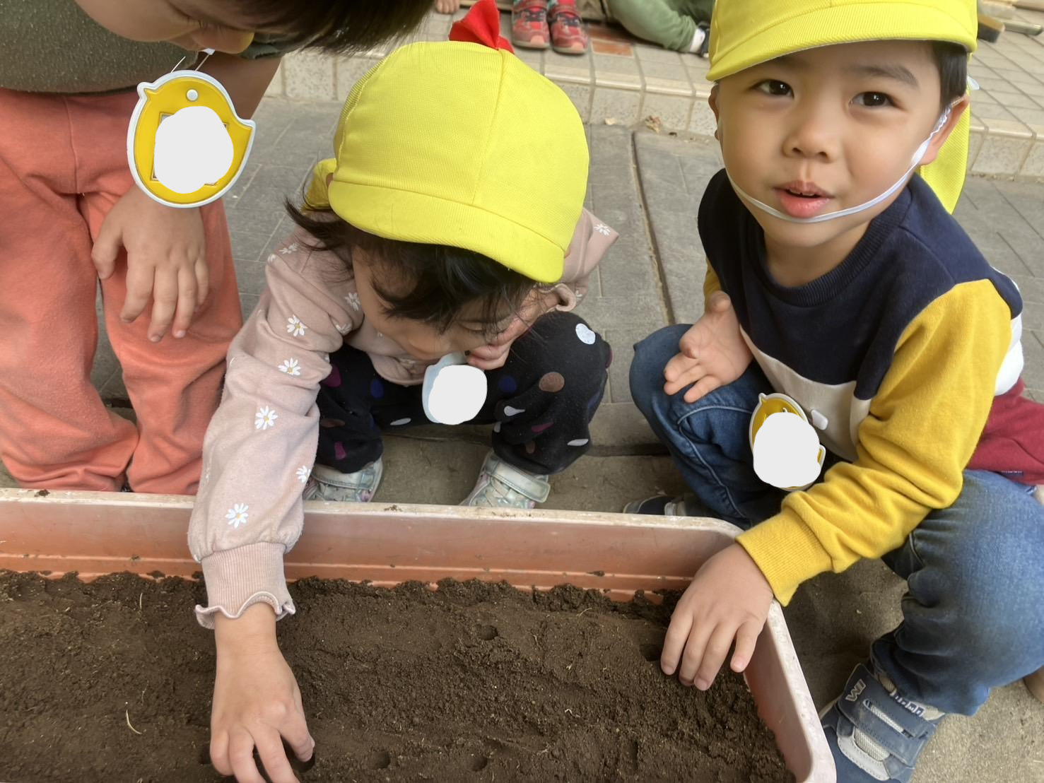 年少組　小松菜種植え